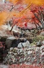 亚洲v日韩免费av-亚洲影视文化新视角，日韩免费AV的多元解读
